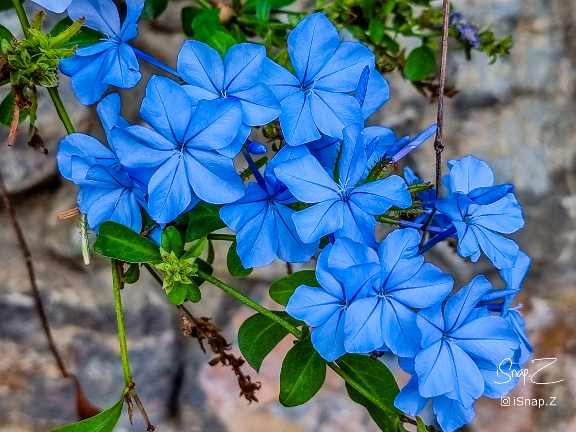 Blue Plumbago