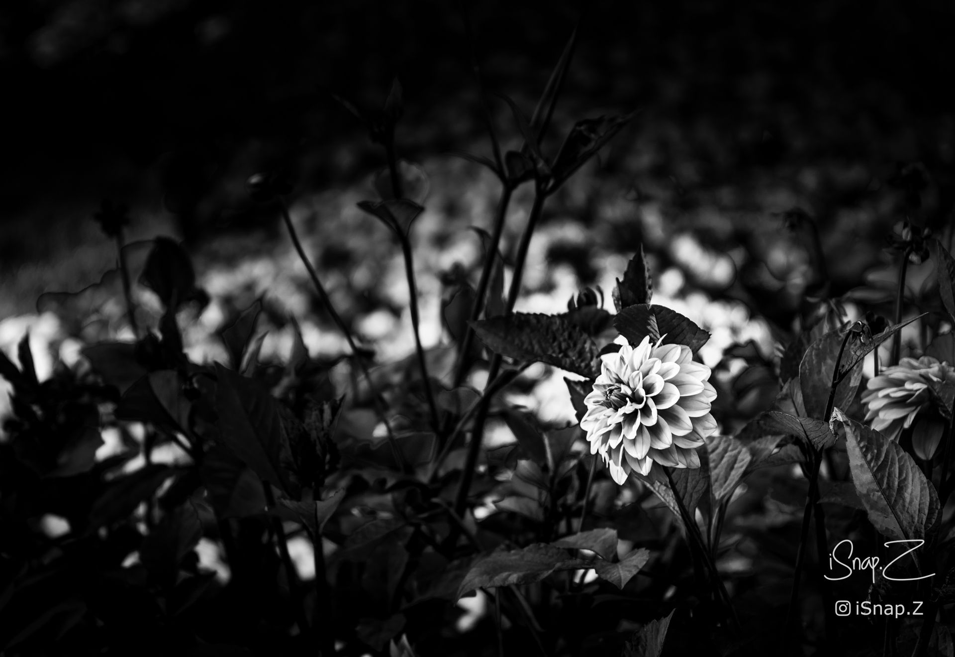 Flower, Black and White