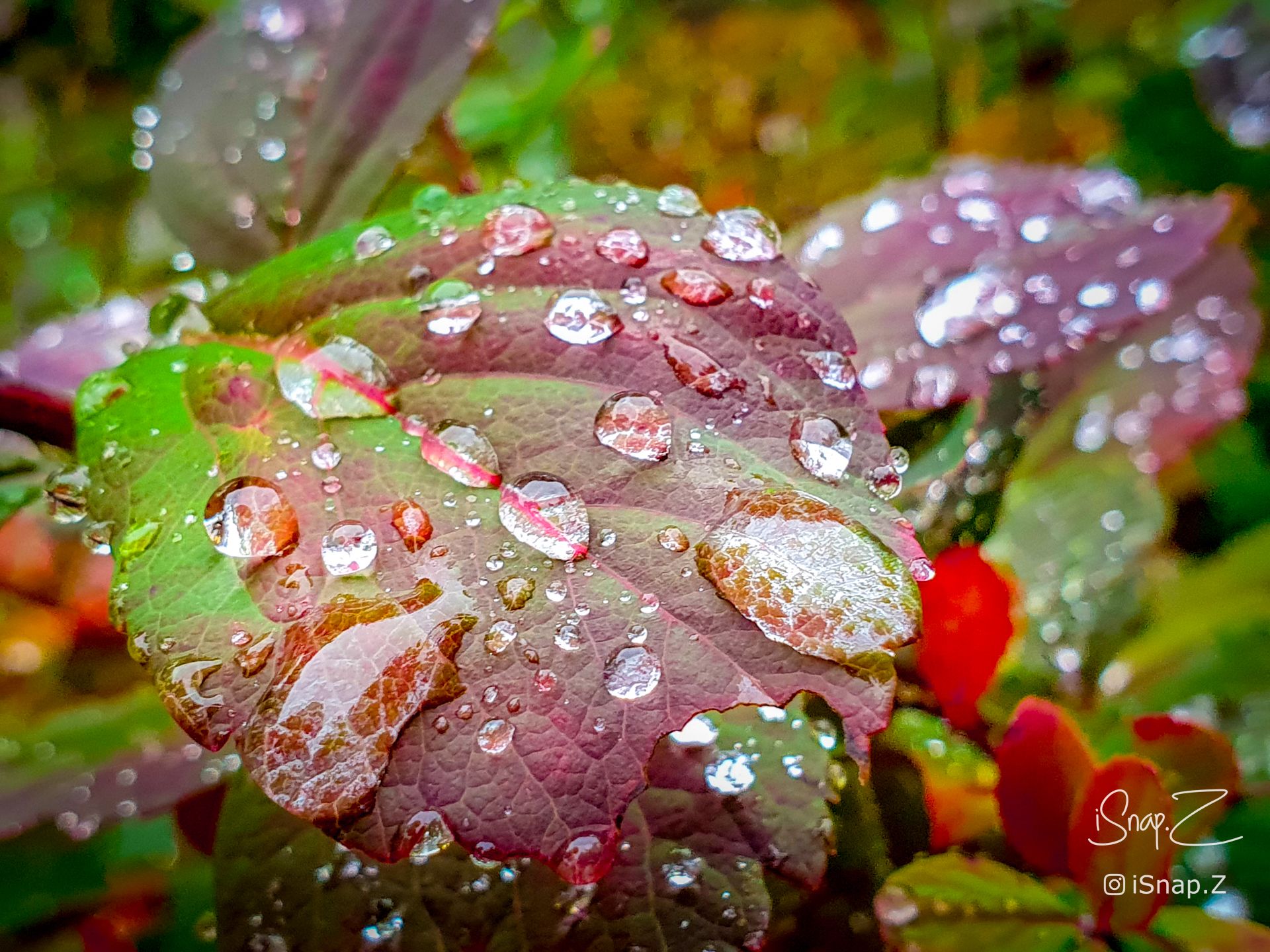 Autumn, Rain drops on Leaf