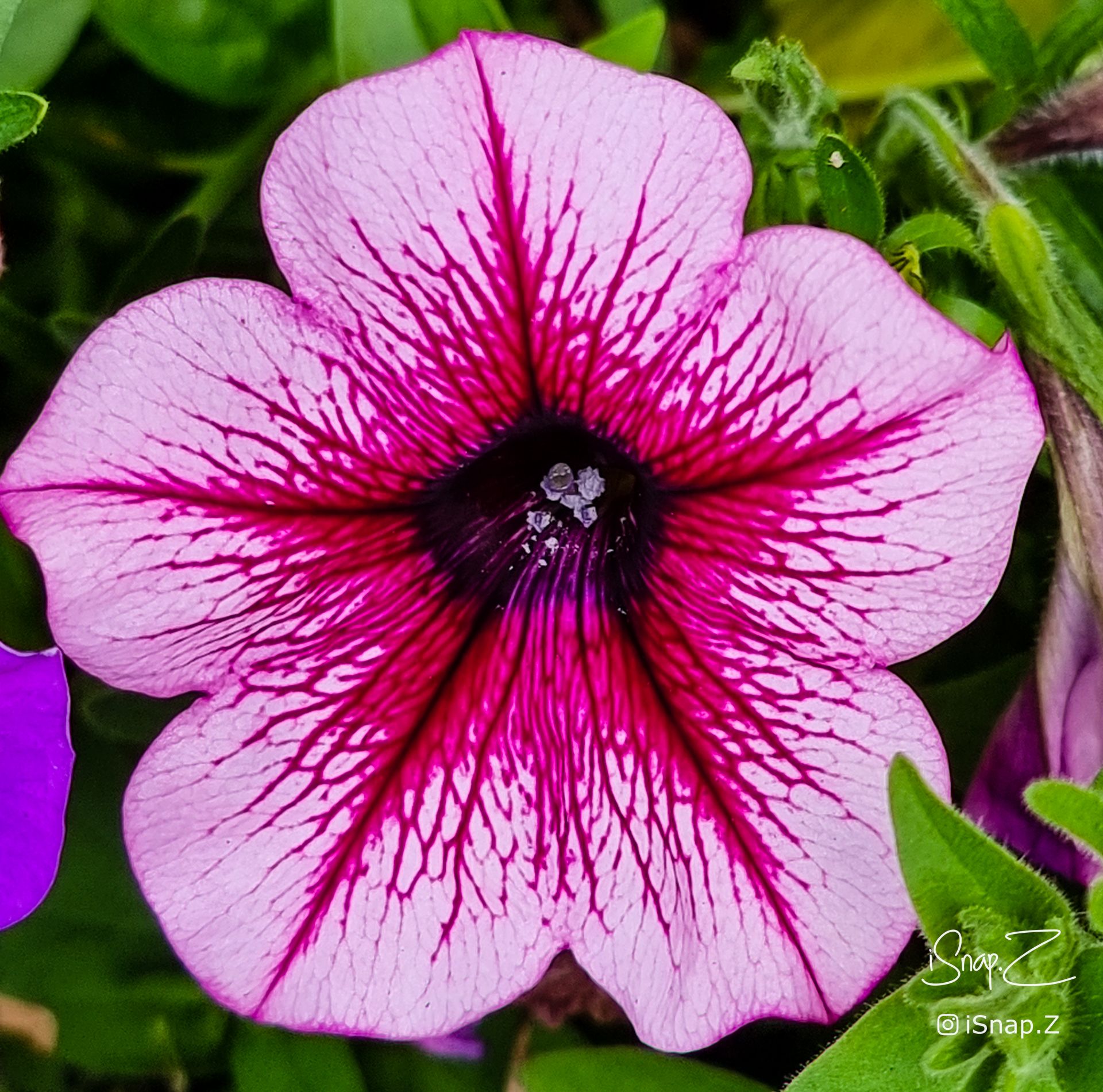 Pink Petunia