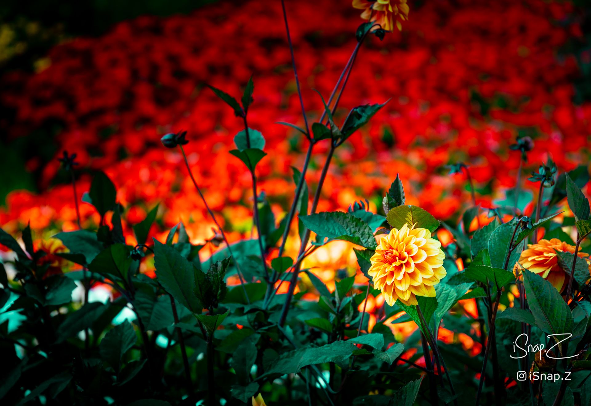 Red Yellow Dahlia