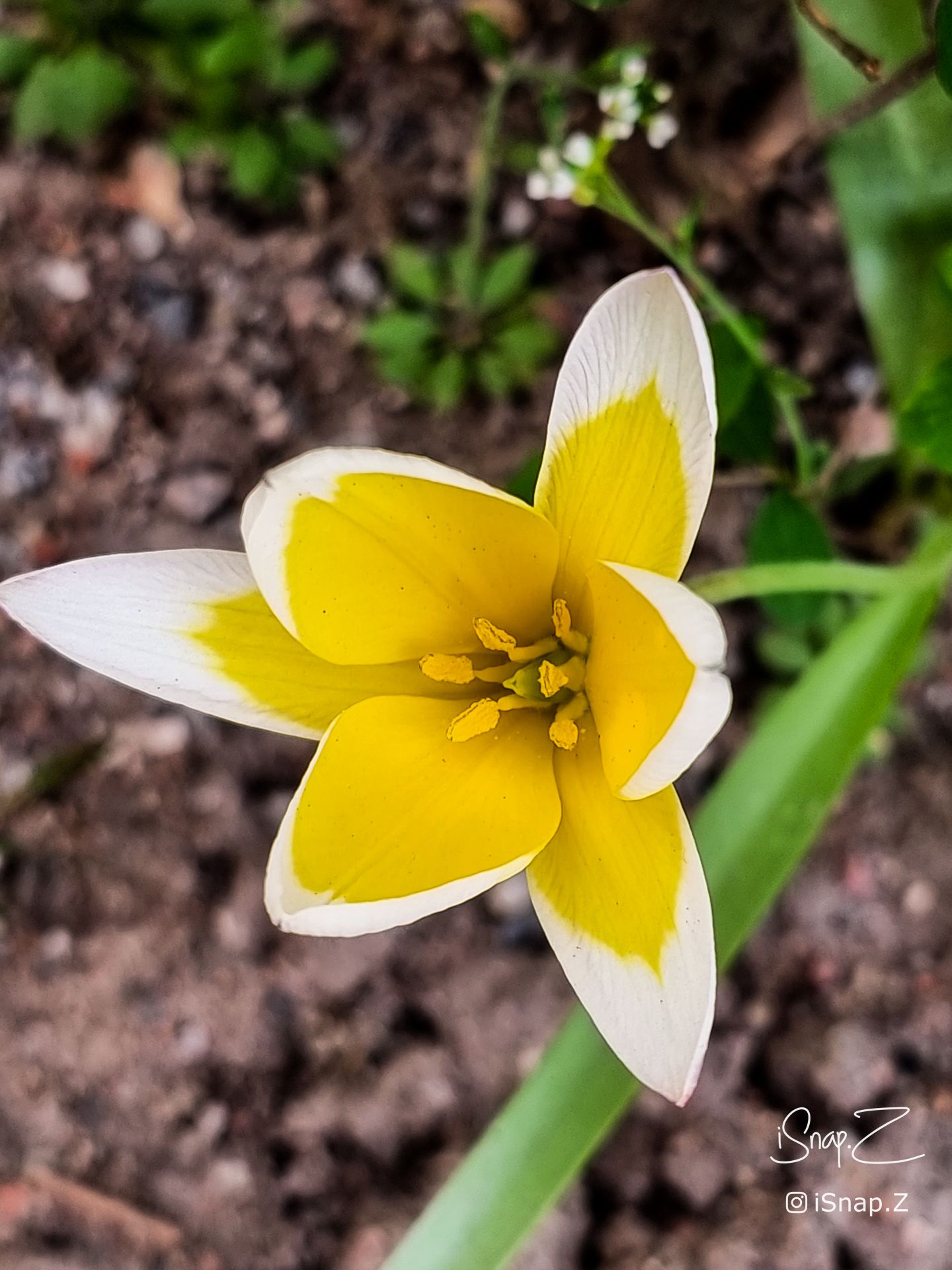 Tarda Botanical Tulip