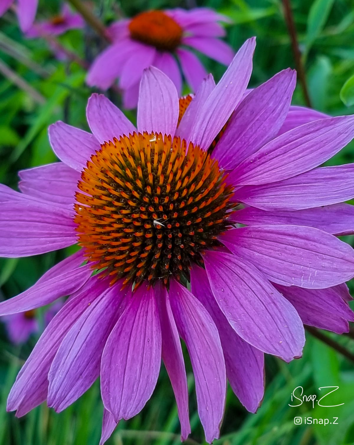 Flowers photography collection isnap